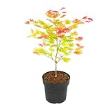 Plant in a Box - Acer palmatum 'Moonrise' - Japanischer Ahorn Winterhart - Topf 19cm - Höhe 40-50cm