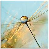 ARTland Glasbilder Wandbild Glas Bild einteilig 50 x 50 cm Quadratisch Innere Ruhe Wellness Pflanzen Blumen Pusteblume Dandelion Regen Tau Tropfen T1GF