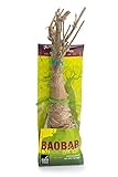 Végétaux d’Ailleurs Baobab Baum Setzling Affenbrotbaum 4-5 Jahre