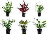 Tropica Mitte Set mit 6 Topf Pflanzen Aquariumpflanzenset Nr.33 Wasserpflanzen Aquarium Aquariumpflanzen