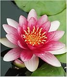 BALDUR Garten Seerose (Nymphaea) Rot, 1 Pflanze Wasserpflanzen für den Gartenteich
