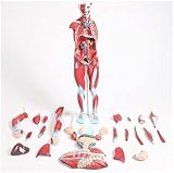 Anatomie-Modell des menschlichen Torsos, 27-teilig, abnehmbare Muskel- und Organpädagogische Hilfe für Medizinstudenten, Ausbildung, Ärzte, Krankenschwestern, Physiotherapeuten