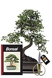 Genki-Bonsai Bonsai-Starterset Chinesische Ulme – 4-teiliges Indoor-Komplettset mit Schere, Untersetzer & Bonsaibuch – pflegeleichter Zimmerbonsai für Anfänger & Fortgeschrittene