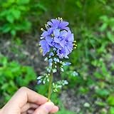 jakobsleiter samen, wildblumensamen mehrjährig winterhart polemonium caeruleum steingartenpflanzen winterhart gartenblumen blumenwiese, gartendeko für draußen exotische pflanzen 45pcs