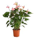 Dehner Große Flamingoblume, Anthurium andreanum, Summerlove, rosa Hochblätter, ca. 70-80 cm, Ø Topf 21 cm, Zimmerpflanze