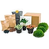 Flaschengarten Paket Coffea Arabica - Nachfüll & Starterpaket DIY - Nachfüll & Starterpaket DIY Pflanzenterrarium Nachfüllset - DIY - Pflanzenterrarium - urbanjngl | Terrarium kit