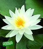 BALDUR Garten Seerose (Nymphaea) Schneeweiß, 1 St. Wasserpflanze Teichpflanze