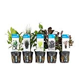 Bloomique - 5er Set - Aquarium Pflanzen Echt - Aquarium Zubehör - Wasserpflanzen - Reinigend - Sauerstoff - Ludwigie, Nadelsimse, Wasserfreund, Lobelie, Wasserkelch - Höhe 15-20 cm