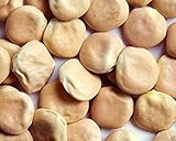 Lupinus Seeds Sweet Lupini (Lupinus agramsus) Breed Italian National Snack Pack of 100 : Only seeds