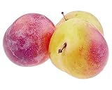 Pflaumenbaum 'Königin Viktoria' – 120 cm | Selbstbestäubend | Süße & Saftige Früchte | Prunus domestica 'Victoria' | Ideal für Garten & Kübel