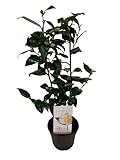 Camellia japonica ‘Brushfield’s Yellow’ 60-80 cm | Japanische Kamelie – Frühblüher mit cremig gelben Anemonen­blüten, immergrün, pflegeleicht & winterhart – ideal für Garten, Terrasse & Kübel