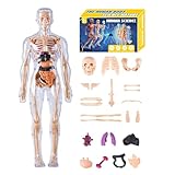 3D Anatomie Modell für Kinder - Anatomisches Modell Menschlicher Torso | Anatomisches Lernspielzeug für Schüler Lehrer Homeschool Kunst Wissenschaft Jungen Mädchen Klassenzimmer