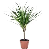 Drachenbaum - pflegeleichte Zimmerpflanze, Dracaena Marginata - Höhe ca. 35 cm, Topf-Ø 12 cm