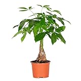 Bloomique - Pachira Aquatica - Glückskastanie - Zimmerpflanzen - Luftreinigend - Pflegeleicht - Höhe 25-35 cm - Topf 12 cm