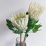 königsprotea balkon, balkonpflanzen winterhart topfpflanzen, frühlingsblume blumenbeet exotische 150samen