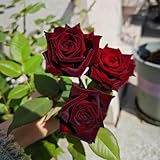 rosensamen kletterrosen winterhart sträucher winterhart blühend gartensamen kräutersamen pflanzenkübel kletterpflanze wildblumensamen herbstaussaat extrem winterharte kübelpflanzen 250samen