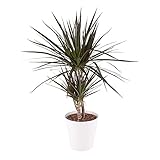 Drachenbaum, Dracaena Marginata, echte Zimmerpflanze mit gratis 17 cm Topf, Höhe circa 70 cm, Zimmerpflanzen für die Wohnung oder das Büro, pflegeleicht, Pflanzenversand