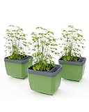 GUSTA GARDEN Herbs Buddy - Selbstbewässerungstopf & Kräutertopf für Küche & Fensterbank, Ideal für Basilikum, Wassertank, Wasserstandsanzeige