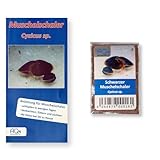 AQ4Aquaristik Schwarzer Muschelschaler - Cyzicus sp. - mit Anleitung - Zuchtansatz von Urzeitkrebsen - RARITÄT