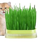 Katzenrasenpflanzer, Pflanzgefäß für den Innenbereich, Kräuterkiste, Pflanzgefäß für Kräutern, Pflanzgefäß, Rasentopf