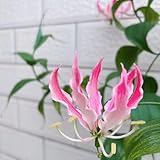 Flammenlilien zwiebeln - blumenzwiebeln frühblüher blumenzwiebel winterharte pflanzen für balkon blumen garten stauden exotische pflanzen kräutergarten frühblüher zwiebeln topfpflanzen 6pcs