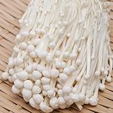 200 pcs Enoki Pilze Samen, Pilz Samen, balkon gemüse samen, pflanzen balkon Pilze Züchten - Flammulina Velutipes - Champignons Frisch, praktische geschenke wintergemüse saatgut, gartengeschenke