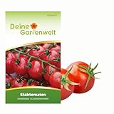 Stabtomaten Sweetbaby Samen - Solanum lycopersicum - Tomatensamen - Gemüsesamen - Saatgut für 10 Pflanzen