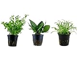 Tropica Nano Set mit 3 einfachen kleinen Topf Pflanzen Aquariumpflanzenset Nr.6 Wasserpflanzen Aquarium Aquariumpflanzen