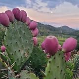 KakteenSamen, KaktusSamen, büropflanzen bio Opuntia dillenii, grünpflanzen pflanzensamen herbstpflanzen winterhart grünpflanzen zimmerpflanzen garten 500pcs
