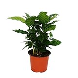 Exotenherz Exotenherz - Kaffeepflanze - Coffea arabica - 1 Pflanze - pflegeleicht - luftreinigend - 12cm Topf