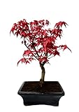 Bonsai DE - Bonsai baum Japanischer Fächerahorn - Acer (Ahorn) Deshojo bonsai bäume/Japanische Ahorne/mit roten Blättern/baum ist 30-45 cm hoch