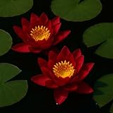 Rote Seerose für den Gartenteich, Aquarium, Naturteich, mini Teich, Knolle mit Austrieb, Teichrose, Seerose