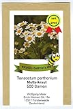 Mutterkraut - Tanacetum parthenium - Bienenweide - Falsche Kamille - Fieberkraut - Arznei- + Zierpflanze - 500 Samen