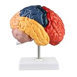 ERWEY Menschliches Gehirn Anatomisches Modell mit Basis der rechten Hemisphäre Funktionsbereich, bunte Malerei Lernwerkzeug für Wissenschaft Klassenzimmer