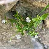 vogelmiere bio - exotische winterhart dekopflanzen dachbegrünung kräutergarten vogelmiere - Seltene serie - blumensamen 300samen