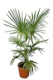 Winterharte Hanfpalme XL - Trachycarpus fortunei - Gesamthöhe 140-160 cm - Topf Ø 36 cm