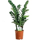 13cm Zamioculca Zamiifolia - 1 Pflanze - Haus/Büro Leben Innenbereich Topf Pflanze Baum