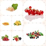 45 pcs samen stachelbeeren pflanzen winterhart bio saatgut frisches obst stachelbeere pflanze, säulenobst obst frisch bonsai baum obstbäume obstsamen baumsamen exotische früchte säulenobstbäume