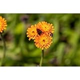 Hieracium aurantiacum - Orangerotes Habichtskraut - 9cm Topf