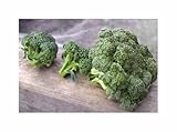 Stk - 50 Korn Brokkoli (Bio) Calabraise Garten Pflanzen - Samen F-S628 - Seeds & Plants Shop by Ipsa