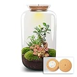 urbanjngl.com - Flaschengarten - Sven Bonsai mit Lampe - Ökosystem mit Pflanzen - ↑ 43 cm Sven Bonsai - Do-It-Yourself Paket - DIY-Set - Pflanze im Glas - Komplettset Terrarium - Pflanzenterrarium