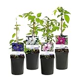 GreenboutiQ - Kletterpflanze - Clematis Rainbow - Blüte Rosa Weiß Lila Rot - Wenig Pflege - 4 Pflanzen - Topf 11cm Höhe 40cm