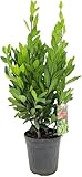 Echter Gewürzlorbeer 40 cm - Laurus nobilis | Aromatisch, Pflegeleicht & Winterhart | Ideale Kräuterpflanze für Garten & Küche LK-Gartenwelt