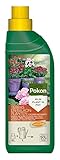 Pokon Balkon- und Kübelpflanzen Flüssigdünger 500ml, Flüssiger Qualitäts-Dünger für alle Blühpflanzen auf Balkon und Terrasse