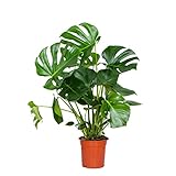 Bloomique - Monstera Deliciosa - Fensterblatt - Zimmerpflanzen - Pflegeleicht - Luftreinigend - Höhe 70-80 cm - Topf 21 cm