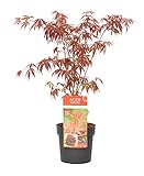 Plant in a Box - Acer palmatum 'Atropurpureum' - Japanischer Ahorn Baum - Topf 19cm - Höhe 60-70cm