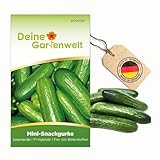 Mini Snackgurke Salamanda F1 Samen - Cucumis sativus - Gurkensamen - Gemüsesamen - Saatgut für 6-8 Pflanzen