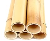 1 Stück Bambusrohr 200cm mit dickem Durchmesser von 10-12cm gelblich Gebleicht - XL Moso Bambus 2m lang