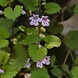 gundermann samen bio kräuter samen mehrjährig glechoma hederacea kräuterpflanzen, indoor kräutergarten seltene pflanzen, blumen deko wohnzimmer heilkräuter samen zimmerpflanzen 130pcs