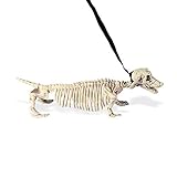 'DACHSHUND SKELETON WITH LEASH' 55cm -